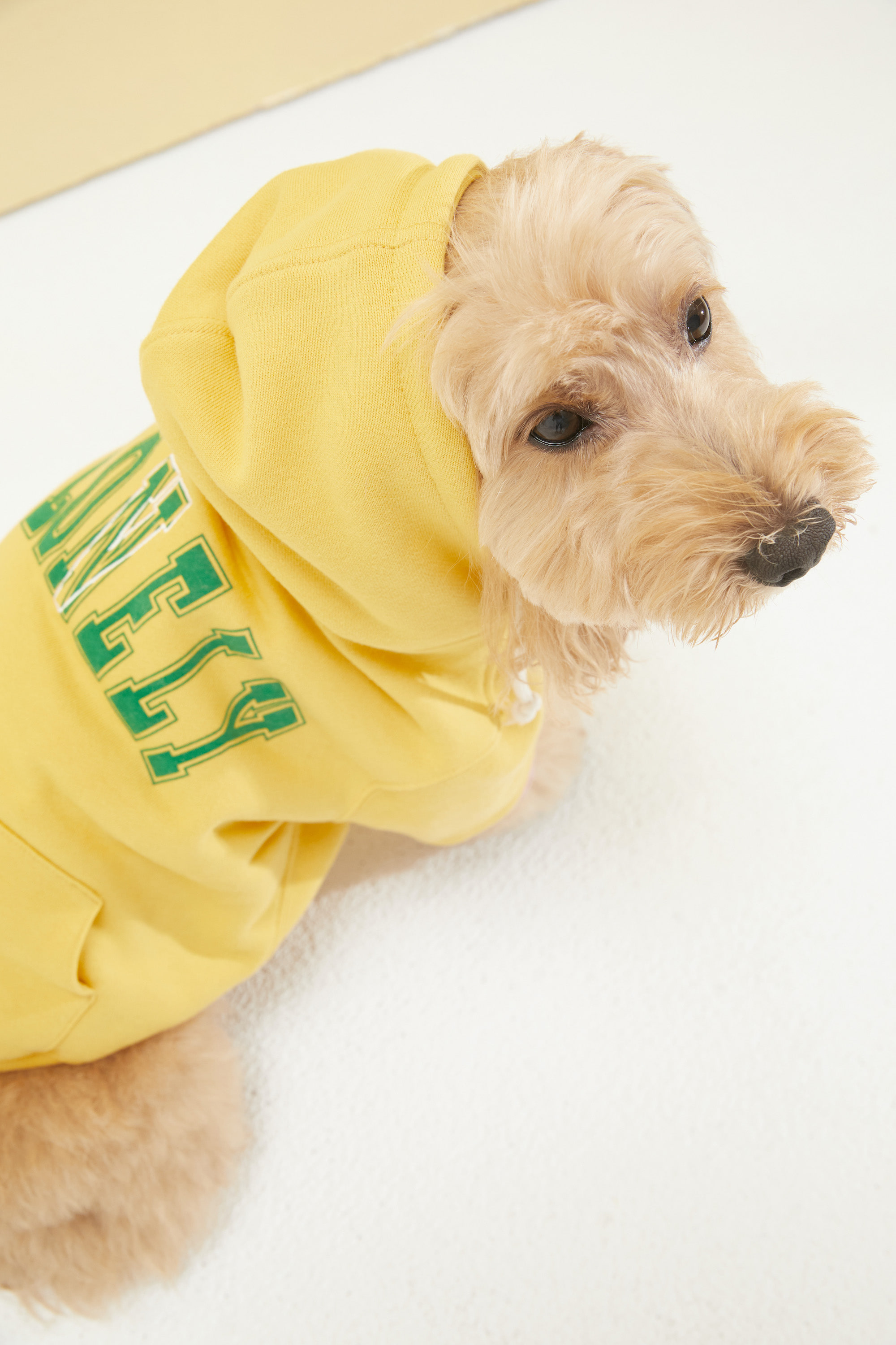 PET LONELY/LOVELY HOODIE